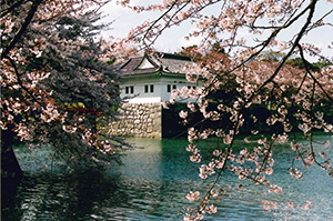 “小田原城址公園の桜”