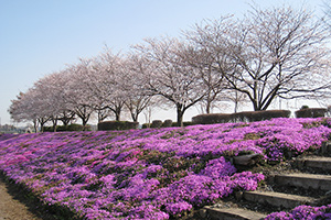 “相模原「芝桜」「大凧」”