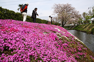 “上谷の芝桜”